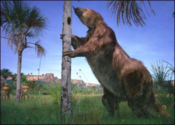 Preguiça gigante (Megatherium Americanum)